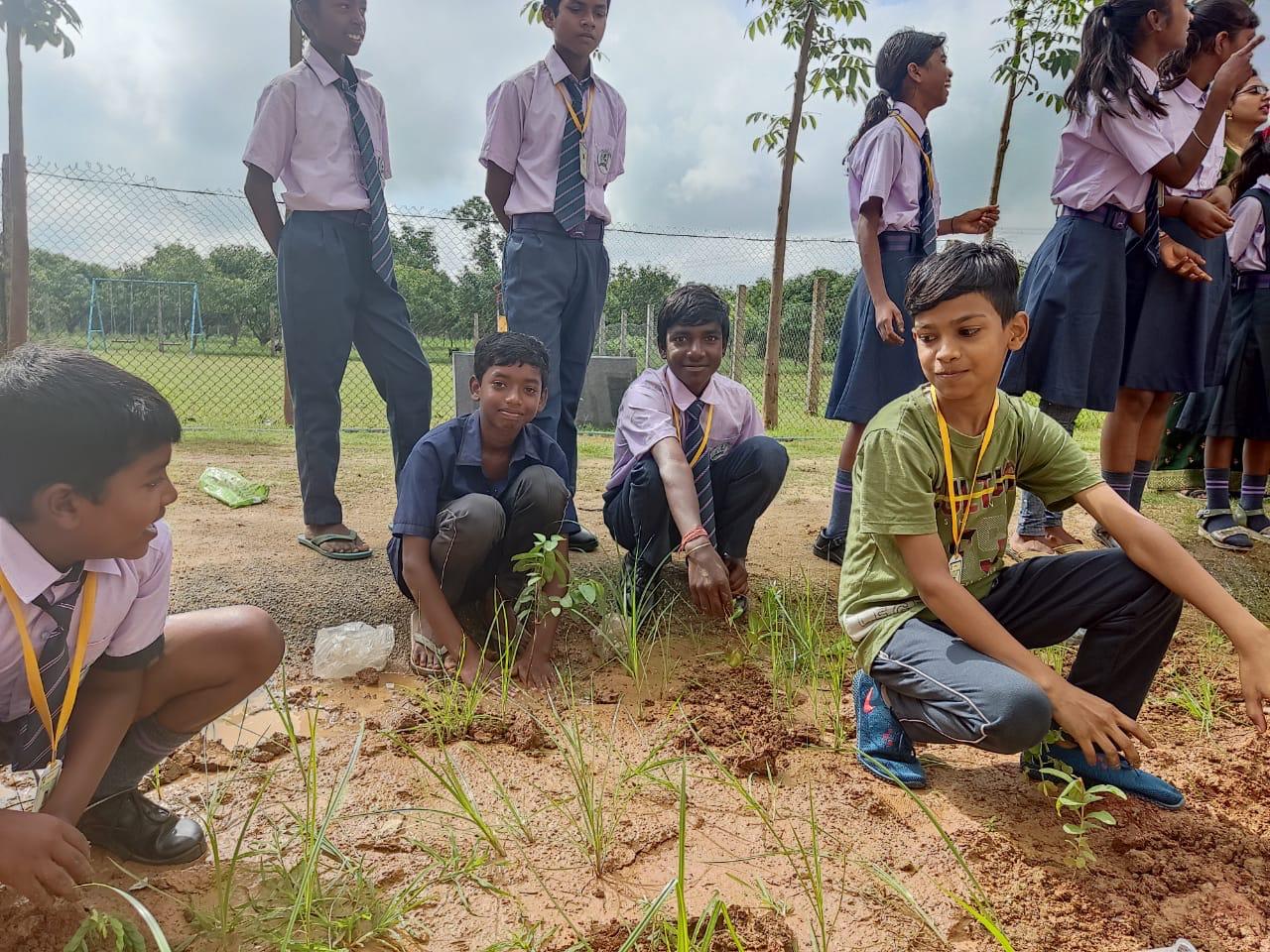 Tree Plantation